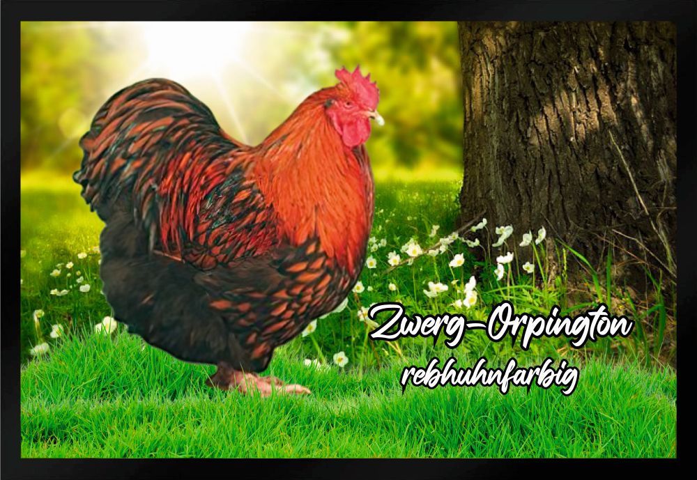 Fußmatte Fußmatte Hühner Zwerg Orpington rebhuhnfarbig F1301 60x40 cm
