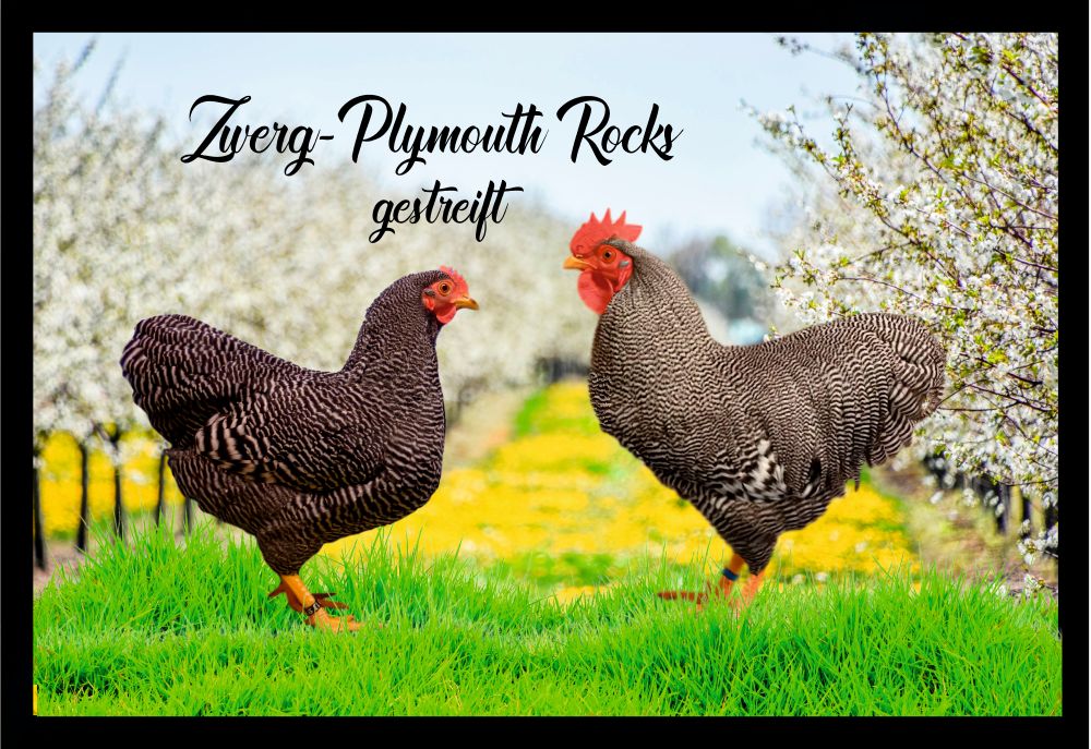 Fußmatte Hühner Zwerg Plymouth Rocks gestreift F1279 60x40 cm