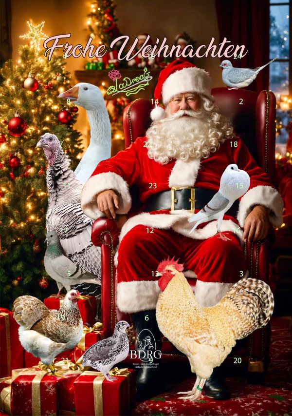 Adventskalender Rassegeflügel mit Schokolade gefüllt