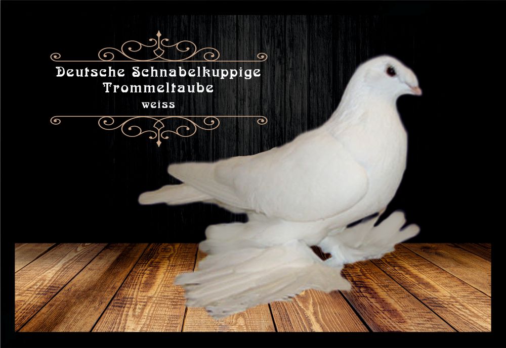 Fußmatte Schmutzfangmatte Dt. Schnabelk. Trommeltaube weiß F2452 60x40 cm