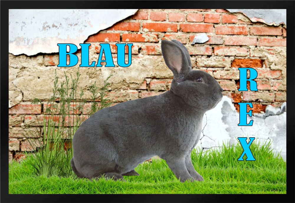 Fußmatte Schmutzfangmatte Kaninchen Blau-Rex F832 60x40 cm