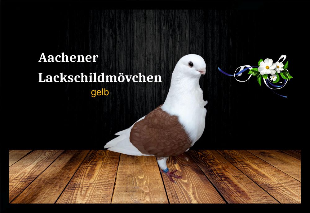 Fußmatte Schmutzfangmatte Tauben Aachener Lackschildmövchen gelb F1179 60x40 cm