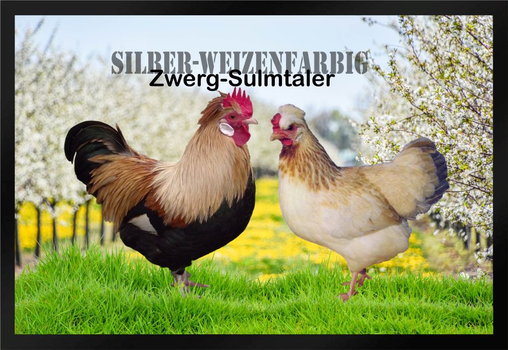 Fußmatte Hühner Zwerg Sulmtaler silber weizenfarbig F1272 60x40 cm