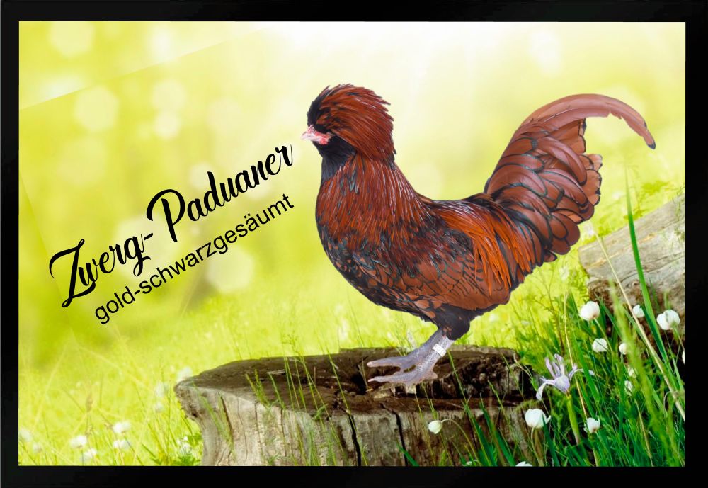 Fußmatte Hühner Zwerg Paduaner gold schwarzgesäumt F1282 60x40 cm