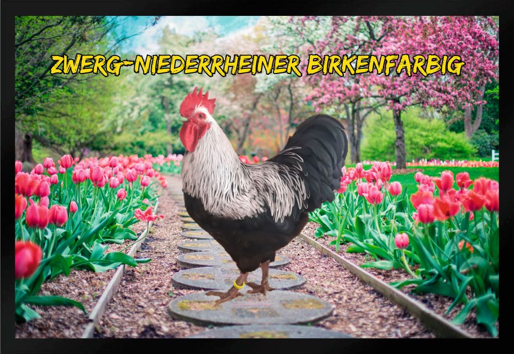 Fußmatte Fußmatte Hühner Zwerg Niederrheiner birkenfarbig F1310 60x40 cm