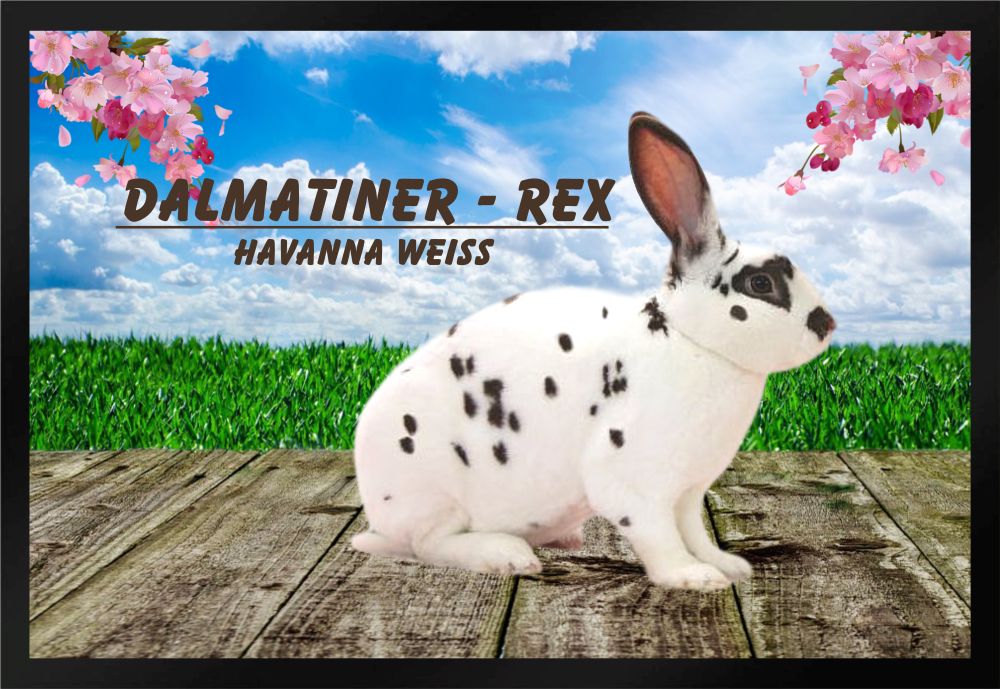 Fußmatte Schmutzfangmatte Kaninchen Dalmatiner-Rex havanna weiß F855 60x40 cm